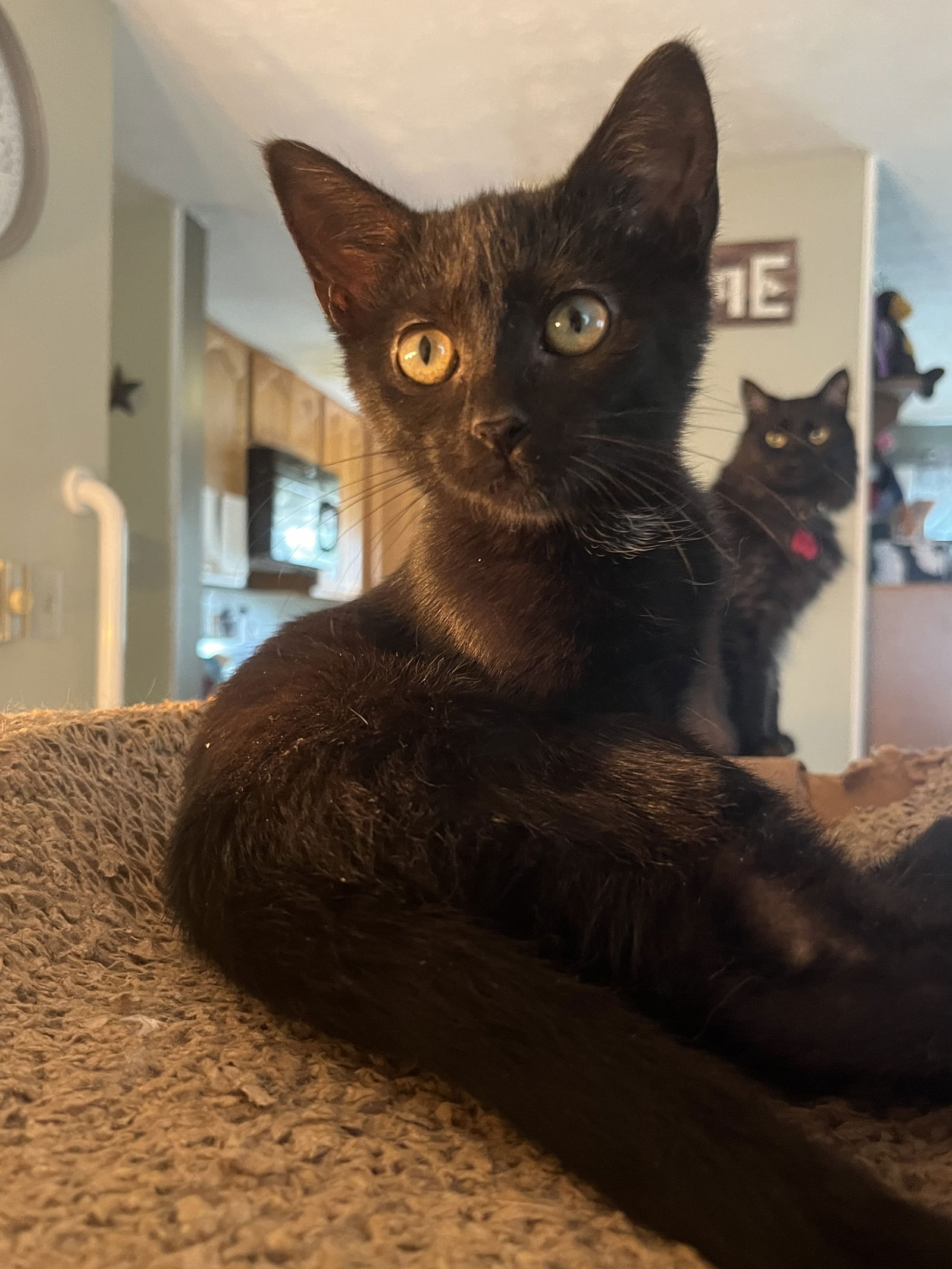 adoptable Cat in Canal Winchester, OH named Fennel