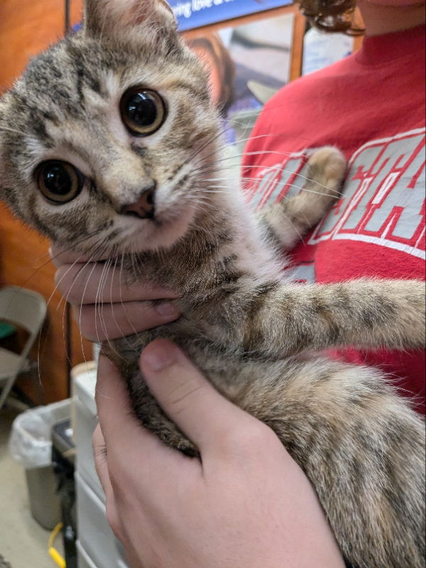 adoptable Cat in Canal Winchester, OH named Cayenne