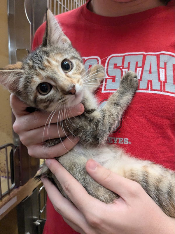 adoptable Cat in Canal Winchester, OH named Paprika