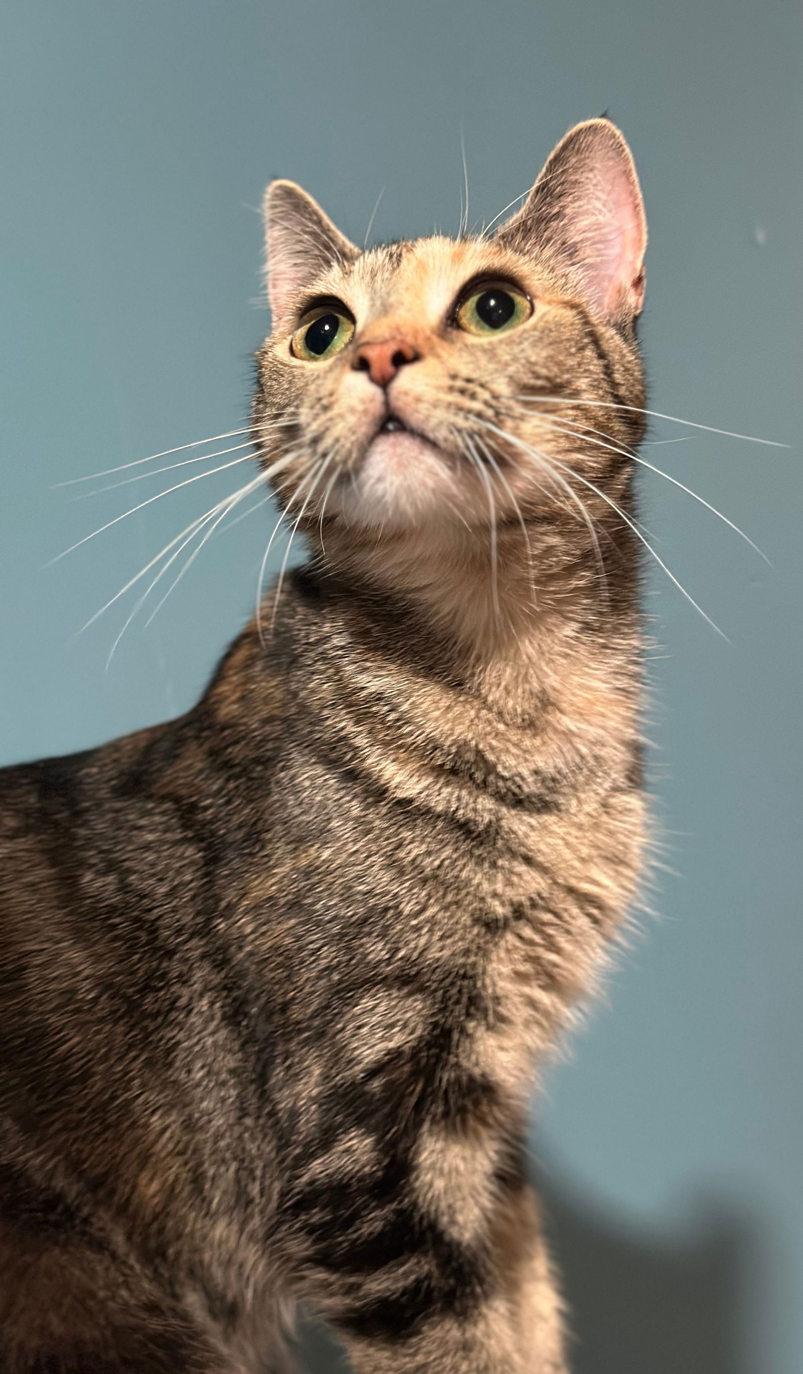adoptable Cat in Canal Winchester, OH named Beyoncé