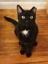 Onyx