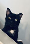 Onyx