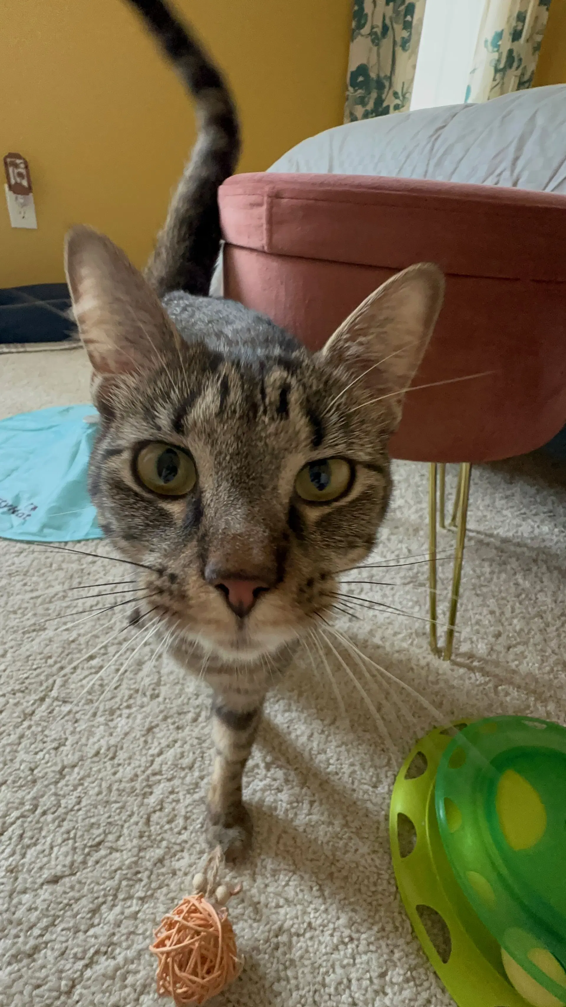 Lolly - Domestic Short Hair