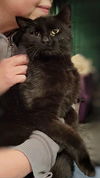 Benji