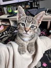 Stella