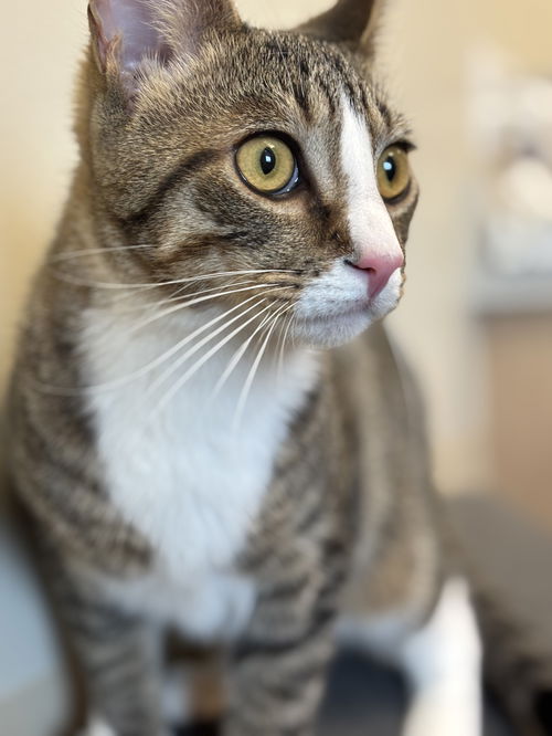 Kona