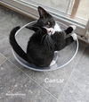 Caesar