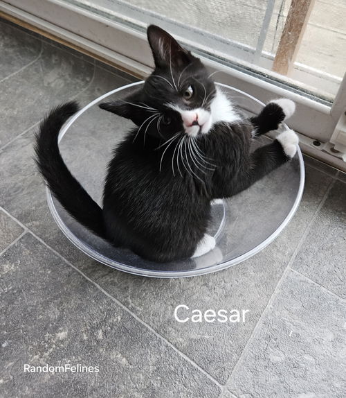Caesar