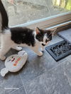 Caprese
