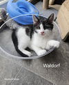 Waldorf