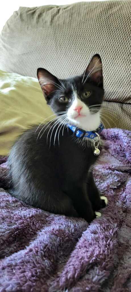 Mittens