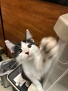 Flynn