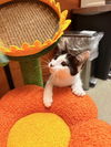 Flynn