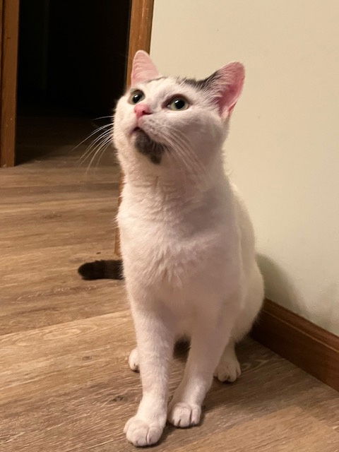 Chester