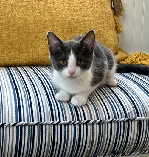 Biscotti