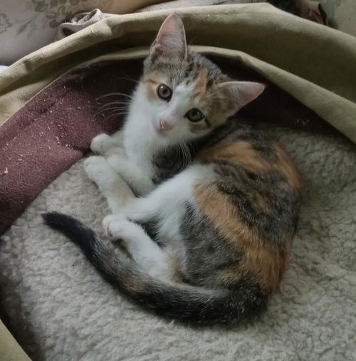 Simone