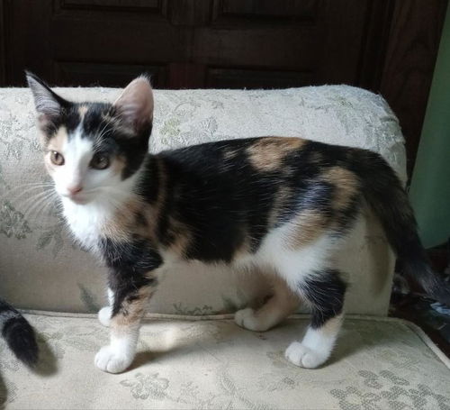 Simone