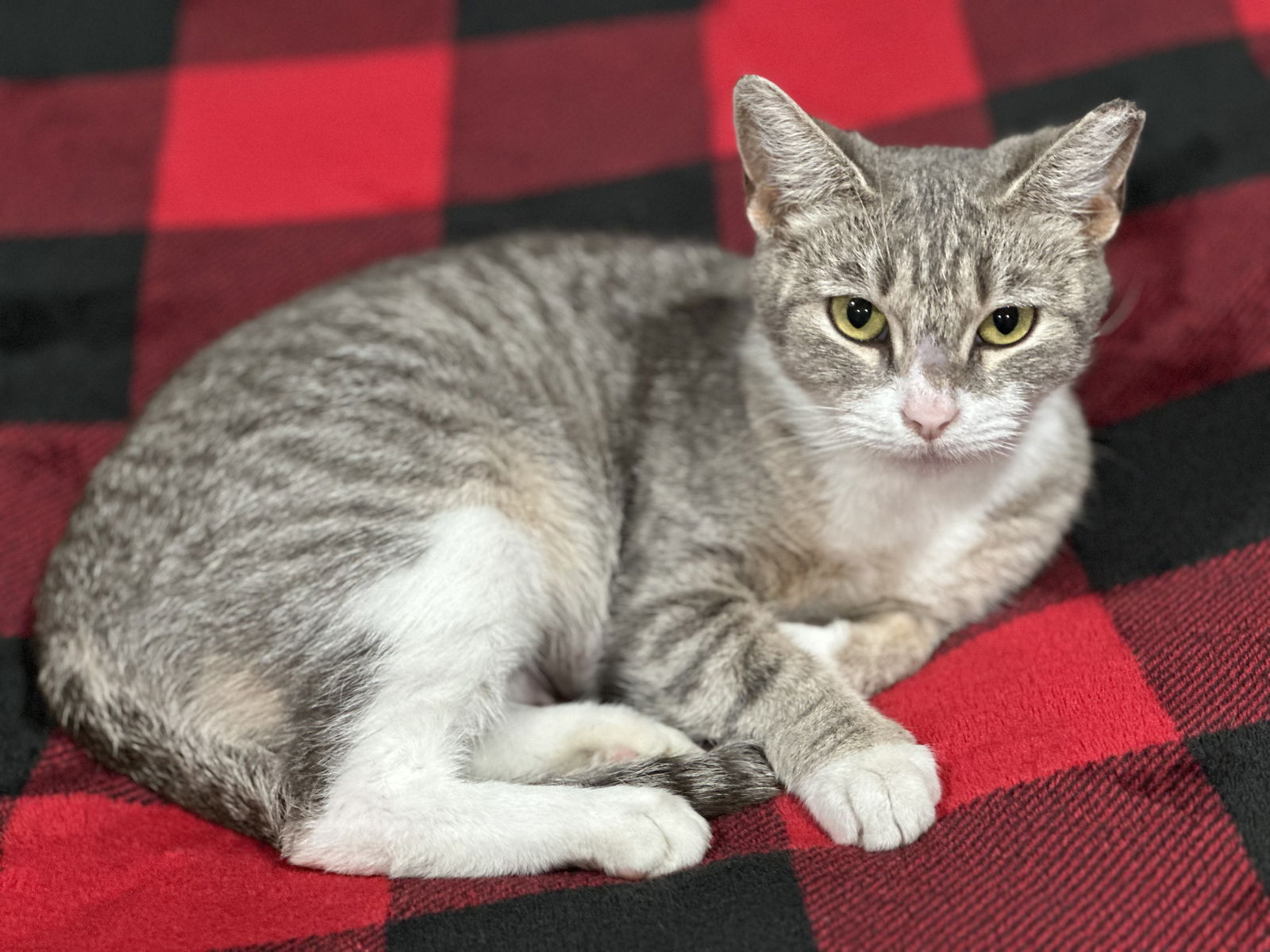 adoptable Cat in Canal Winchester, OH named Mynca