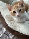Clementine