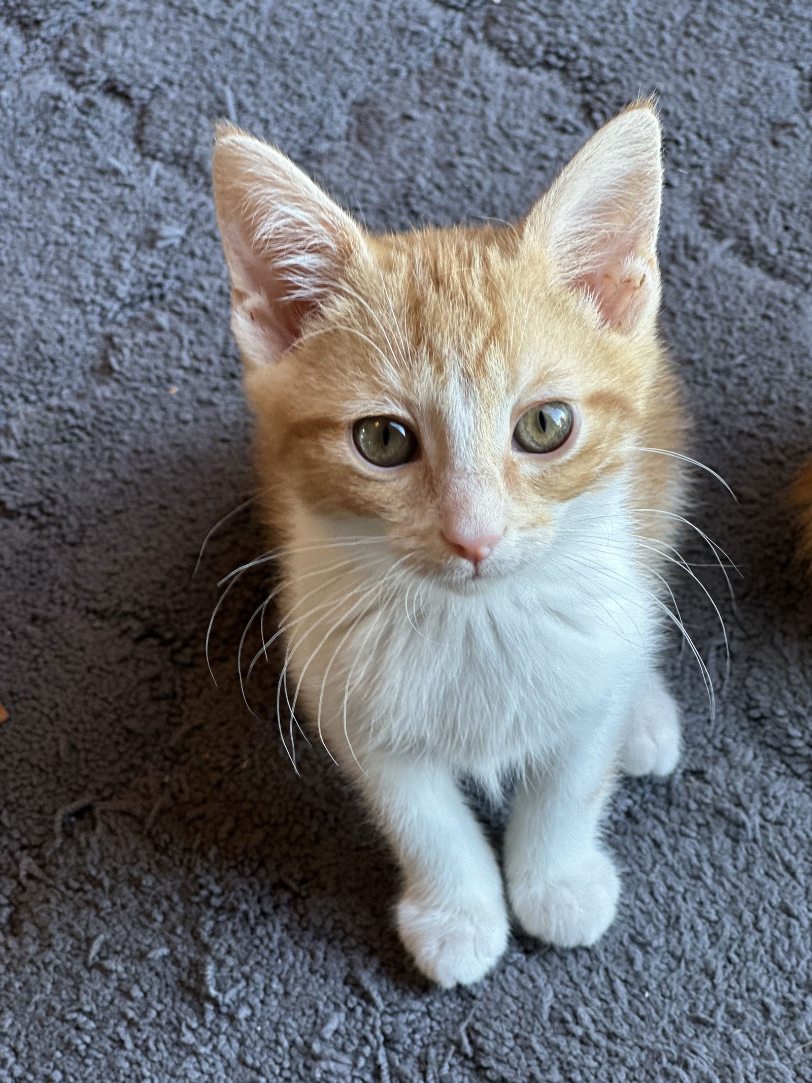 adoptable Cat in Canal Winchester, OH named Clementine