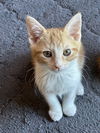 Clementine