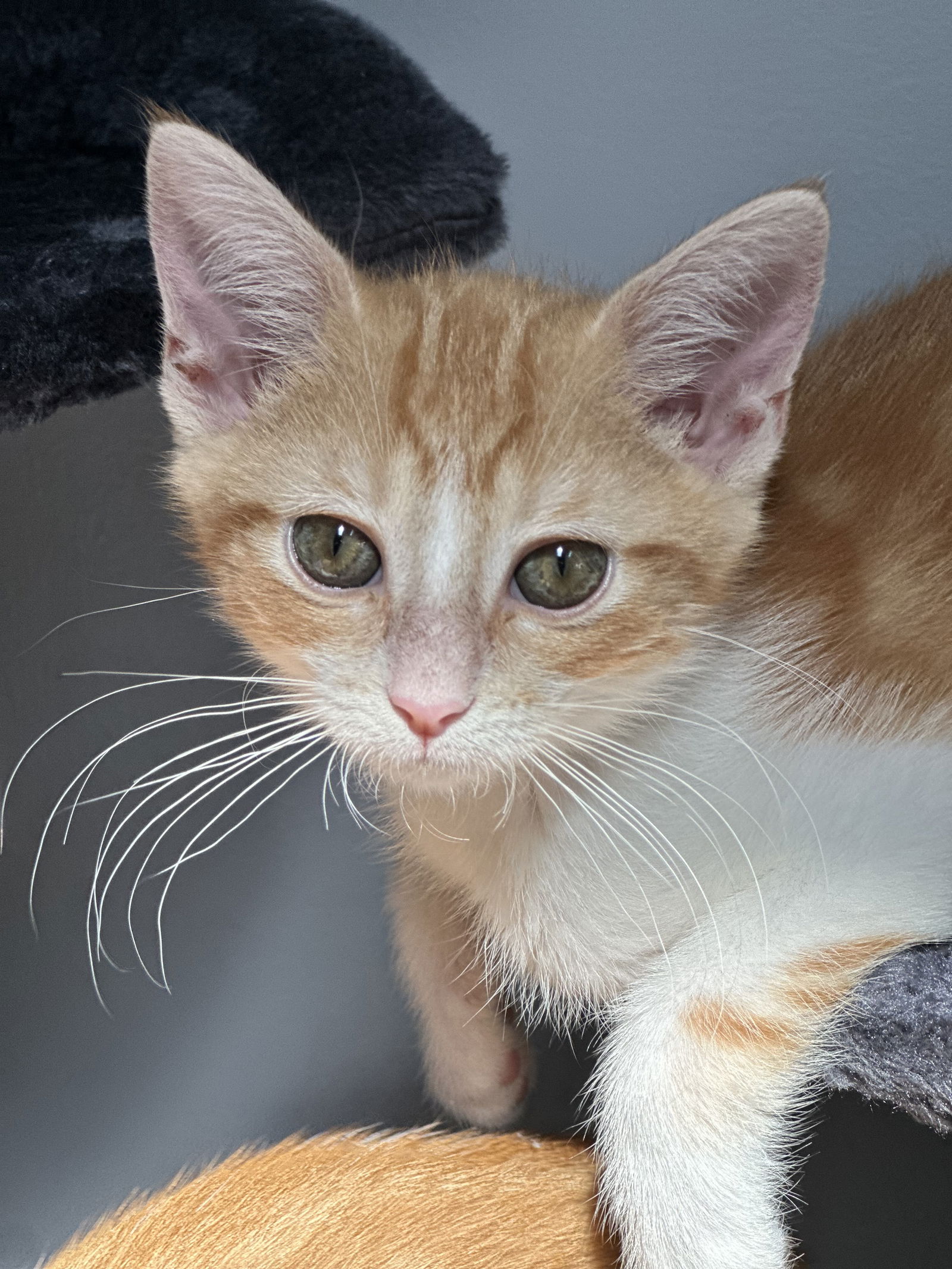 adoptable Cat in Canal Winchester, OH named Marmalade