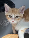 Marmalade