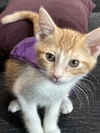 Marmalade