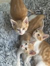 Marmalade