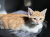 Marmalade