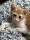 Marmalade