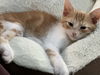 Marmalade