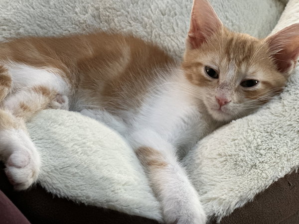 Marmalade