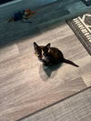Tashi