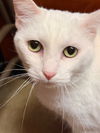 Fluf