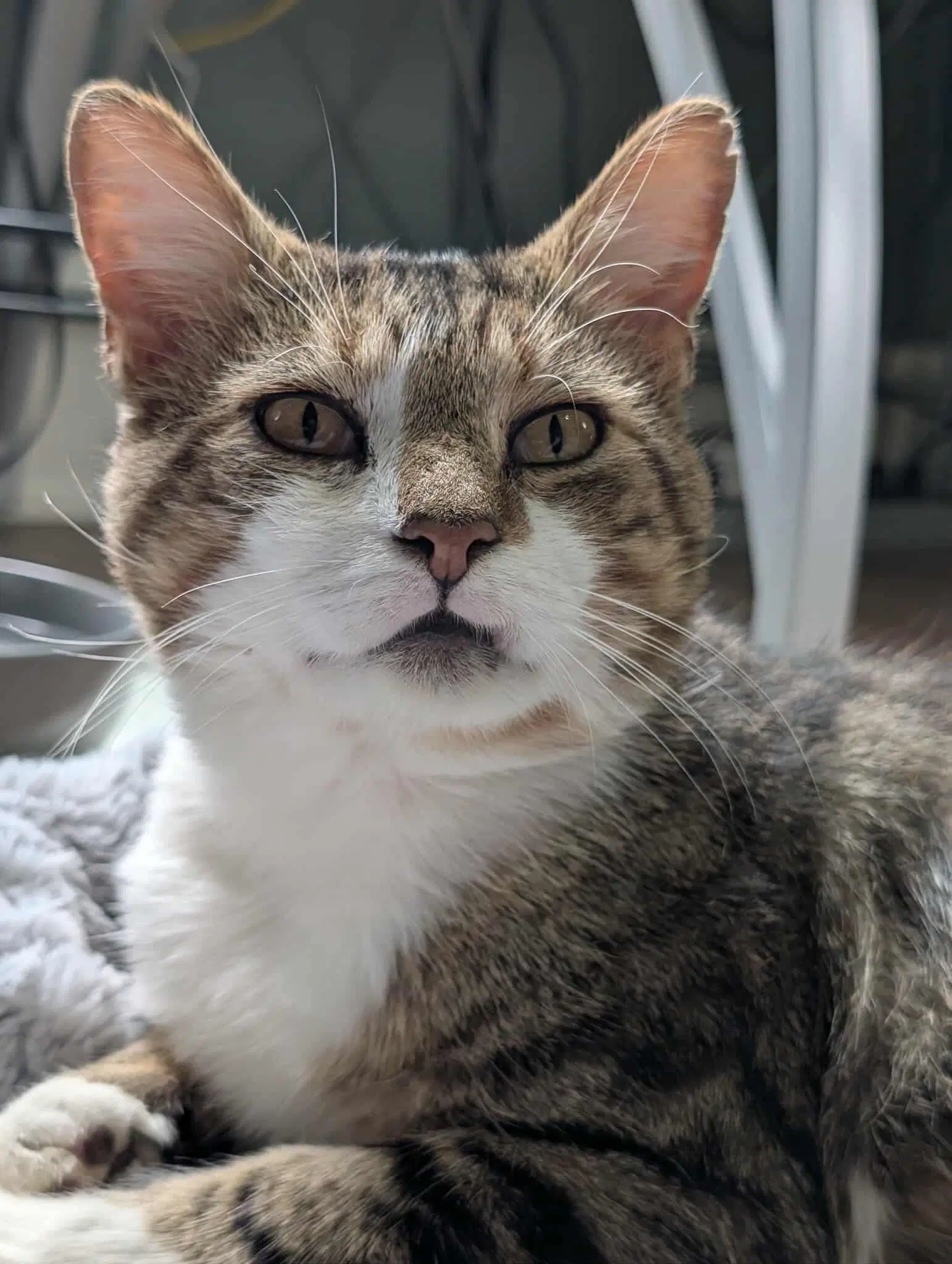 Bogey - Domestic Short Hair