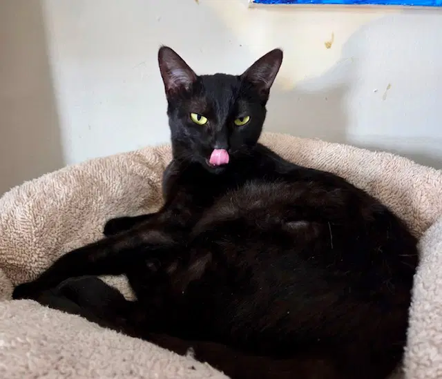 Nugget - Domestic Short Hair