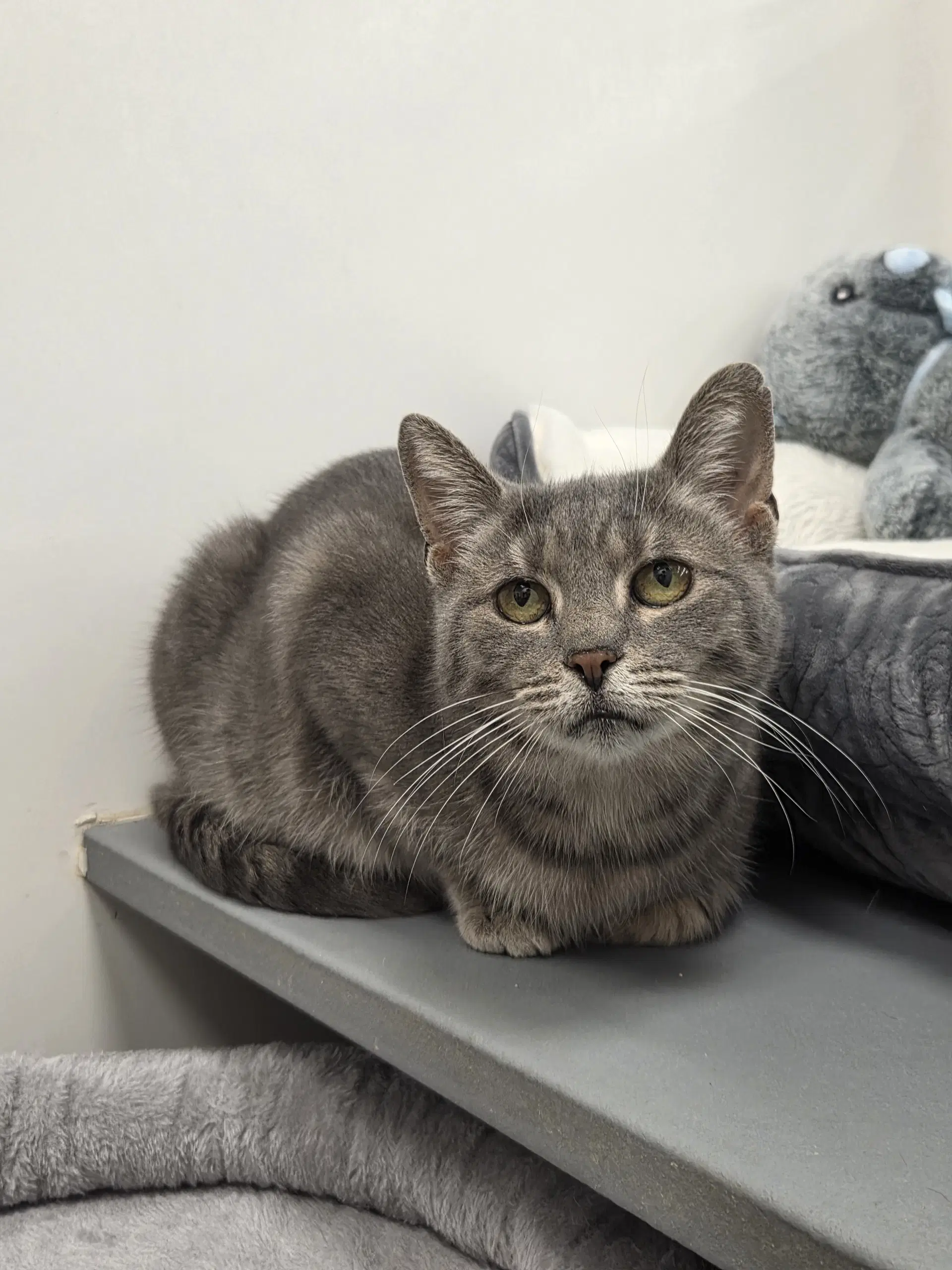 Sarah - Domestic Short Hair