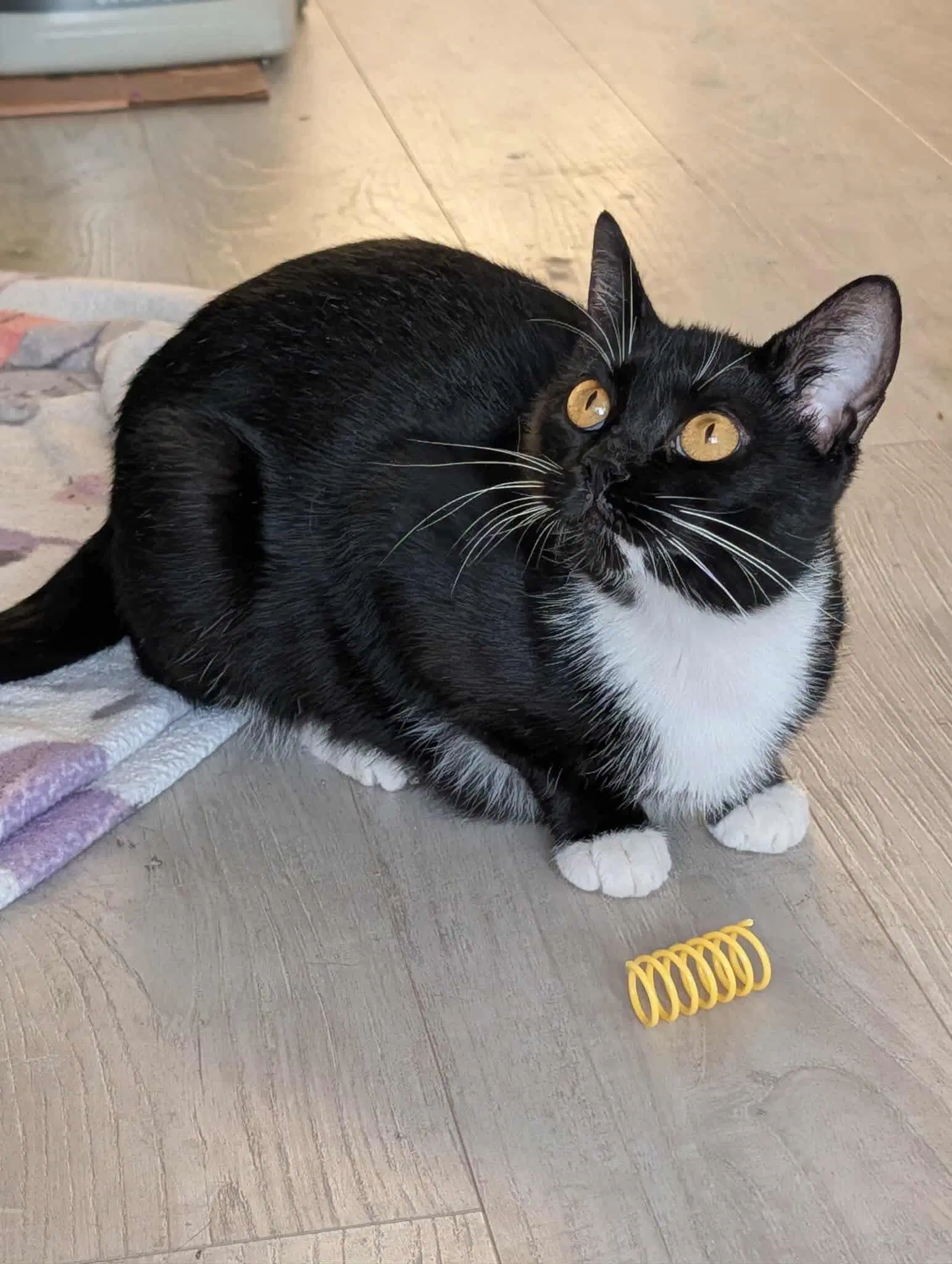 Sissy - Domestic Short Hair