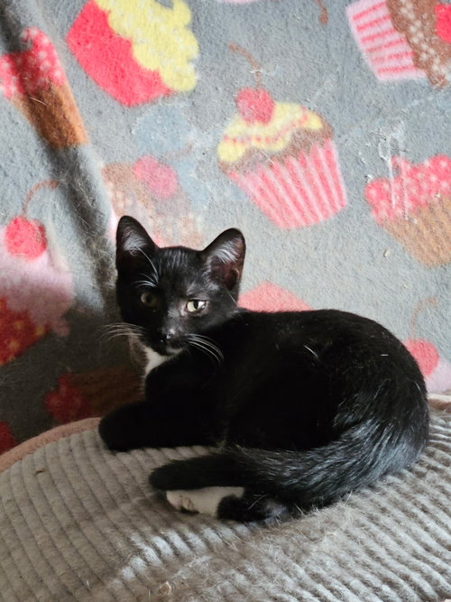 Rai
