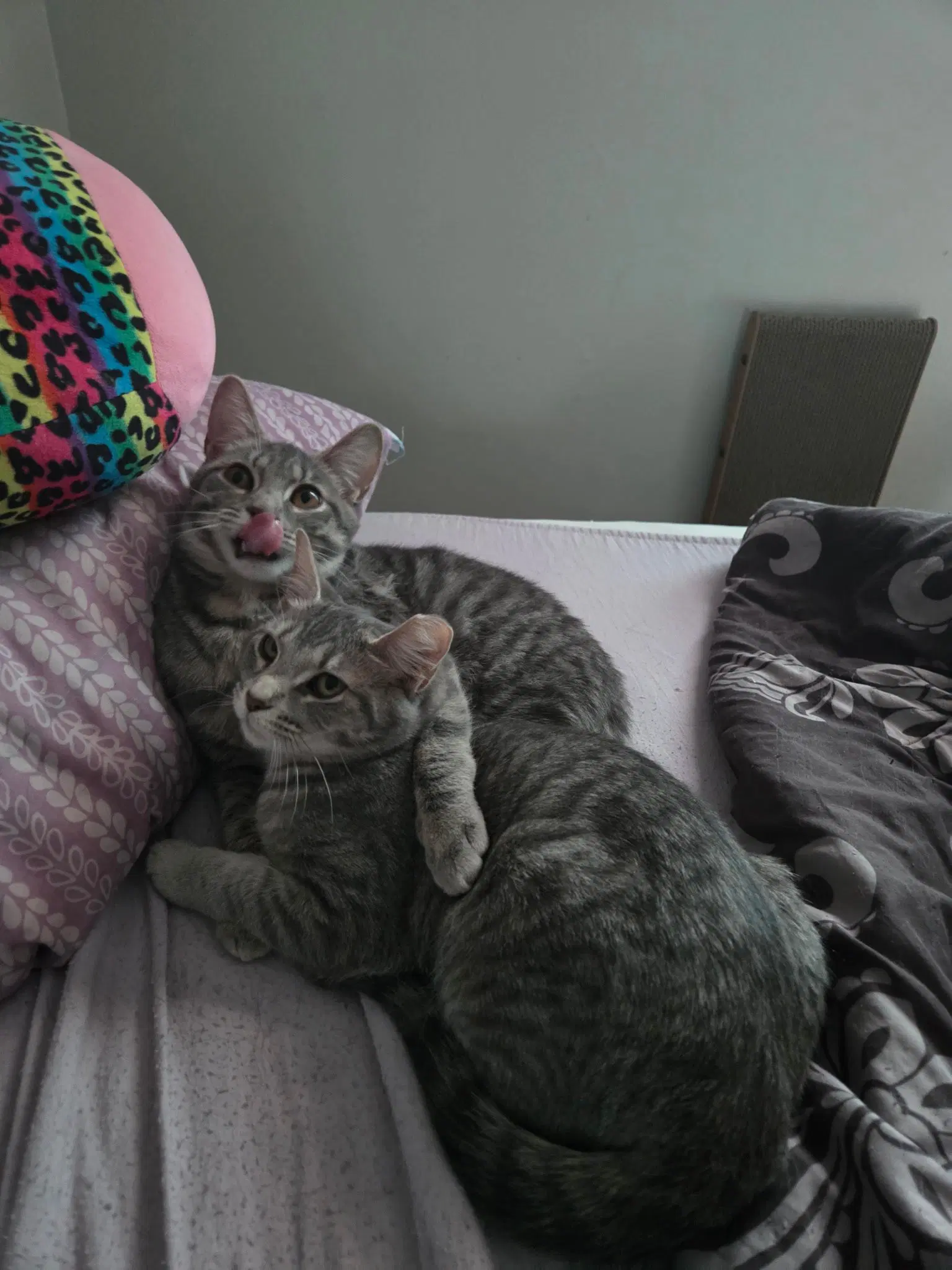 Stockholm  Nova - Domestic Short Hair
