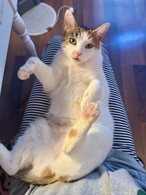 Petunia - Domestic Short Hair