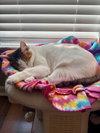 Petunia - Photo 7