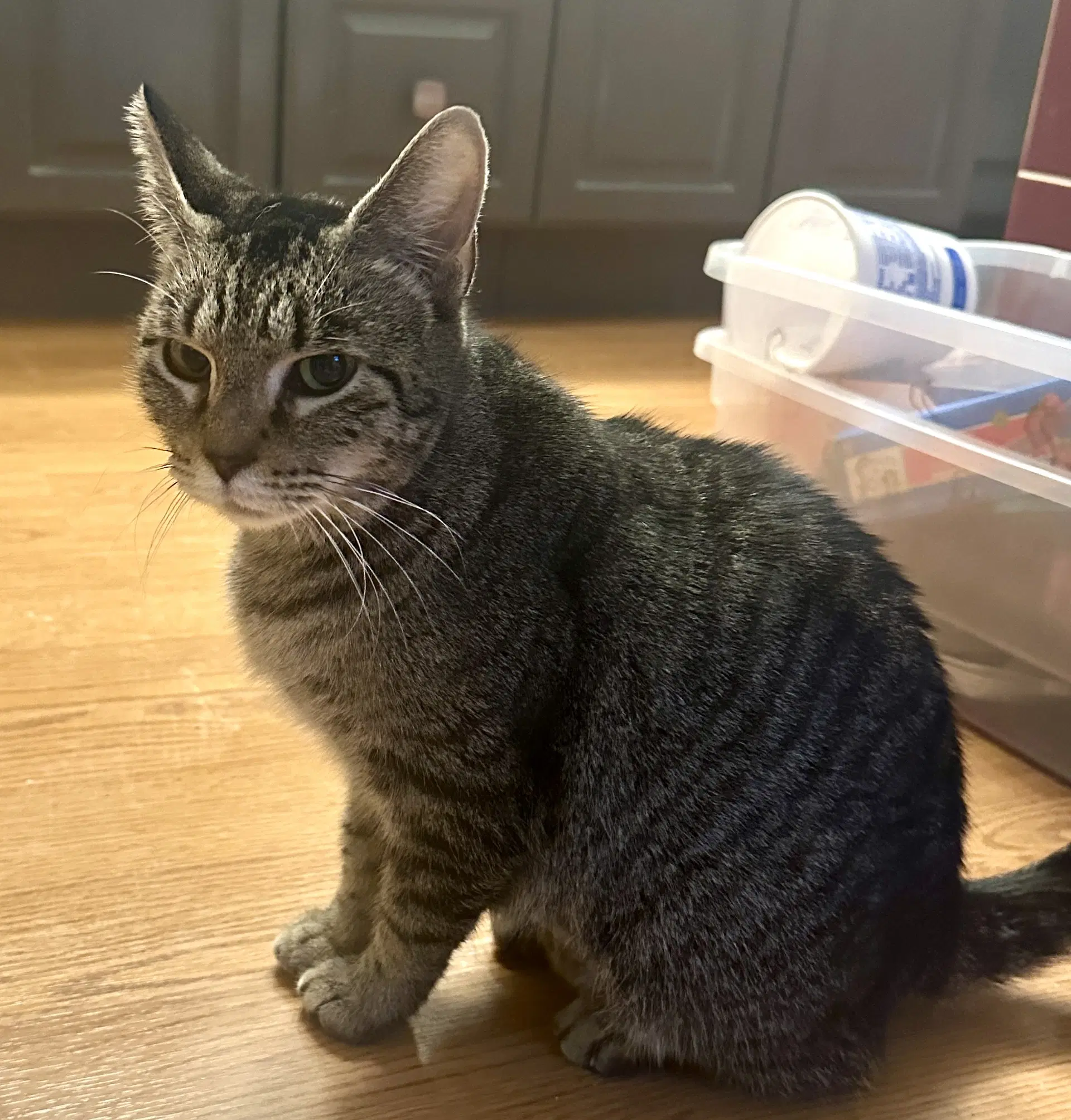 Sally - Domestic Short Hair