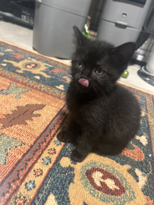 Calypso