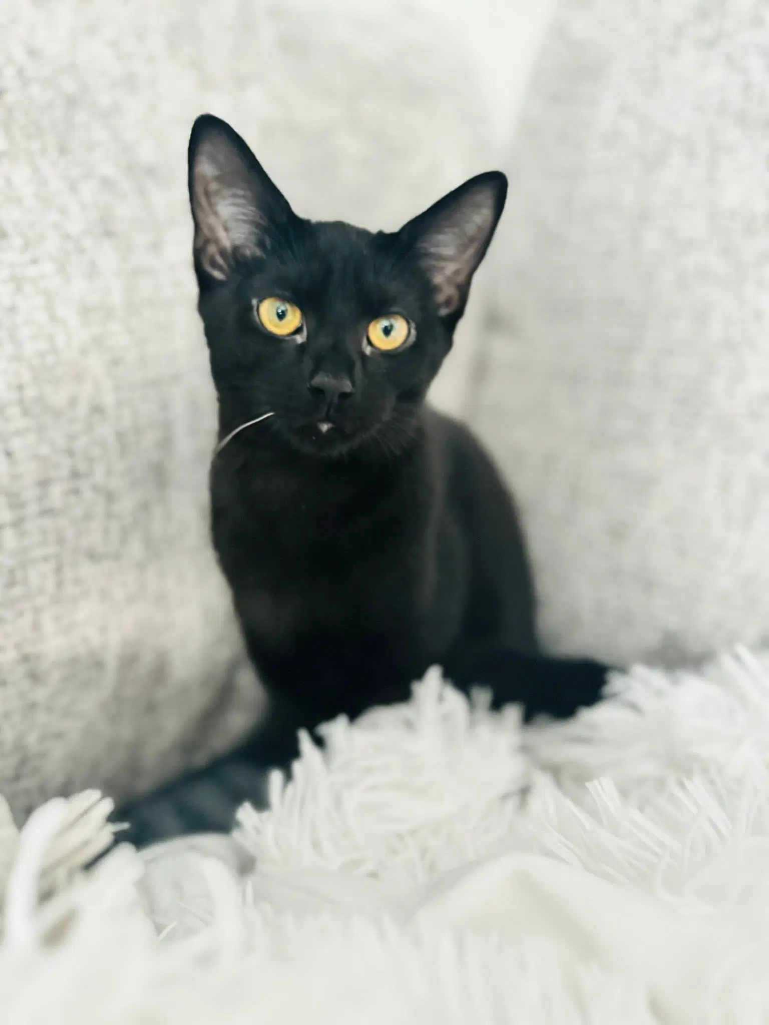 Azalea - Domestic Short Hair