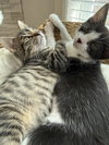 Nash