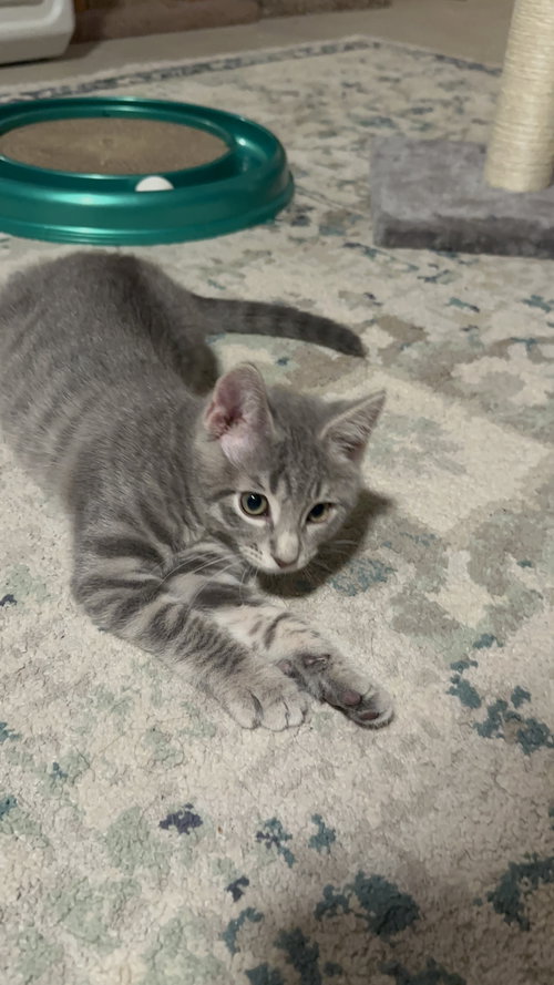 picture of the cat needing adoption