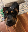 Roxy
