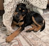 Roxy